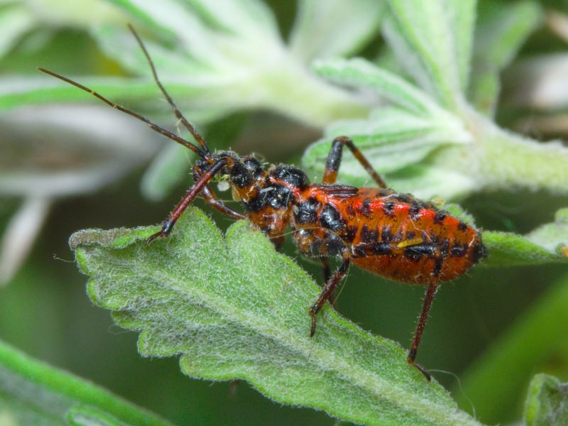 Rhynocoris annulatus (Linnaeus, 1758)